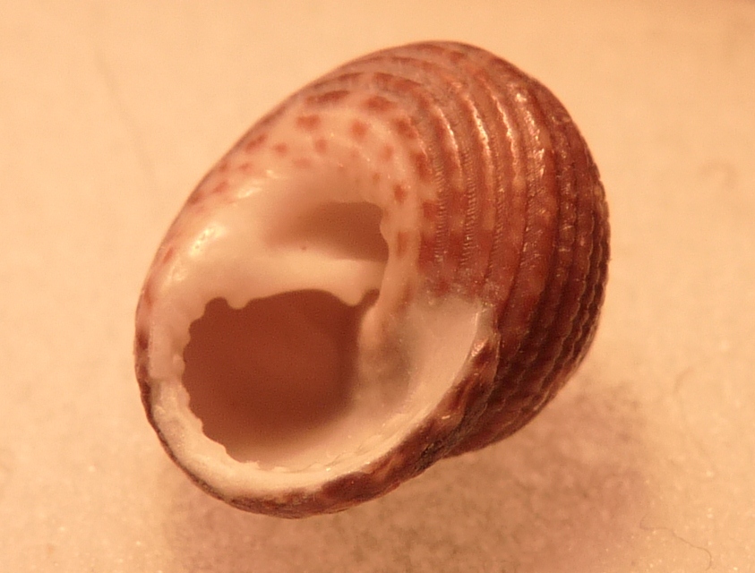 Tronchidae Clanculus ?